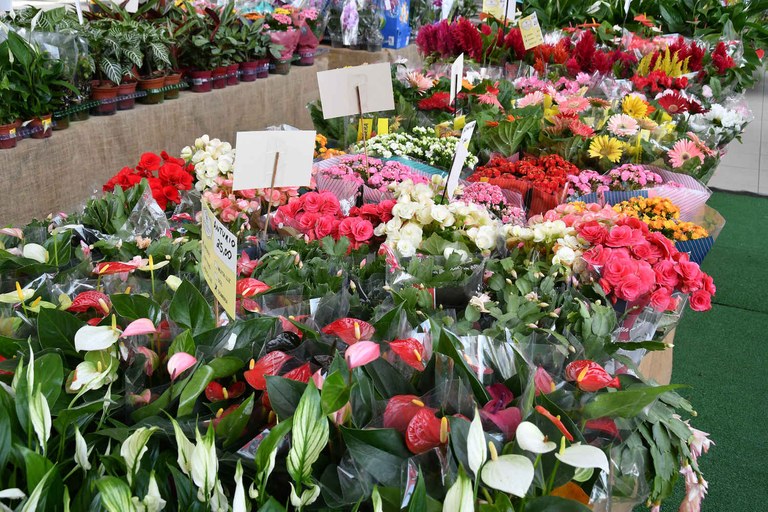 flores_de_holambra-foto-edson_matos  (8).jpg