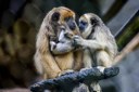 SEMAM_Animais_Novos_na_Bica_Foto_Kleide_Teixeira_-06-scaled.jpg
