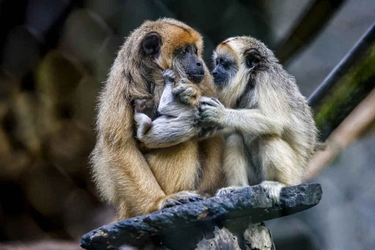 SEMAM_Animais_Novos_na_Bica_Foto_Kleide_Teixeira_-06-scaled.jpg