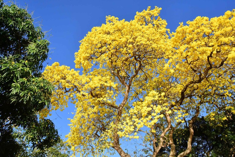 floração-ipês---foto-roberto-guedes.jpg