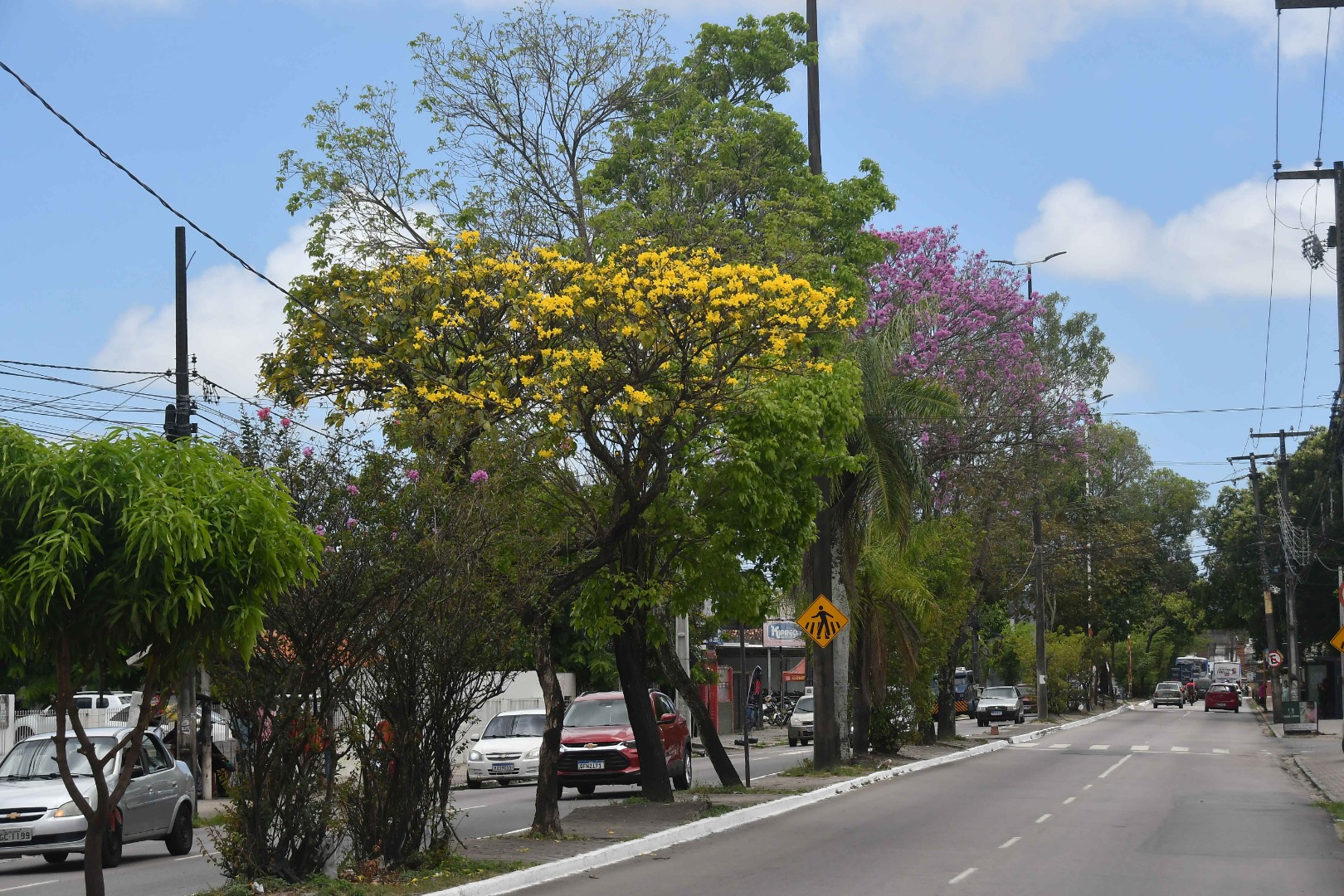 2025.11.04 Floração Ipê Rosa © Leonardo Ariel (10).JPG