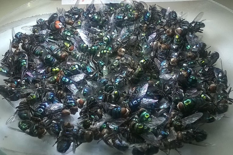 Insetos colhidos em local de cadáver.jpg