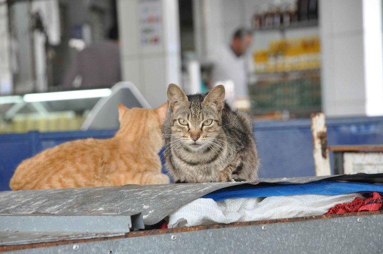 gatos_morrendo_feira_prata_cg_fabiana_veloso (1).JPG