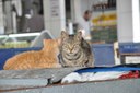 gatos_morrendo_feira_prata_cg_fabiana_veloso (1).JPG