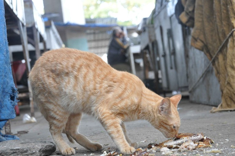 gatos_morrendo_feira_prata_cg_fabiana_veloso (11).JPG