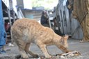 gatos_morrendo_feira_prata_cg_fabiana_veloso (11).JPG
