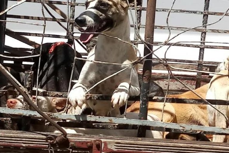 07-03-2018-F-matança.jpg
