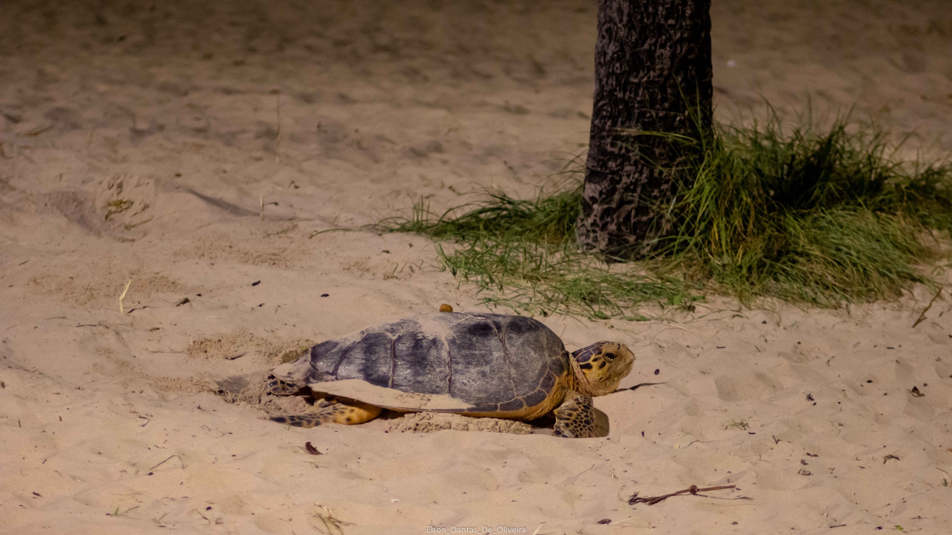 Fotos_Elton Dantas (2).jpg.jpeg