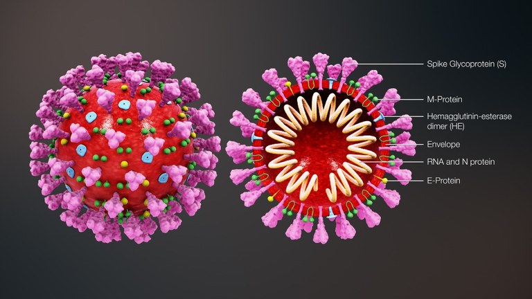 3D_medical_animation_coronavirus_structure.jpg