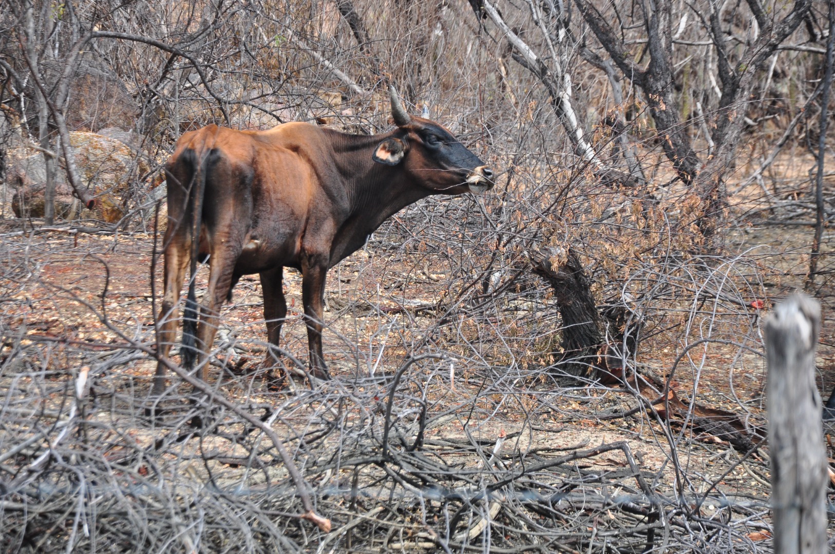 M-SOBRE EFEITO DA SECA NO CARIRI-(OA) (41).JPG