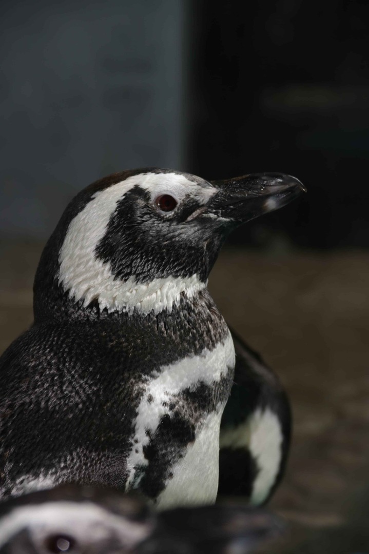 Pinguim---Aquario-PB--3-.jpg