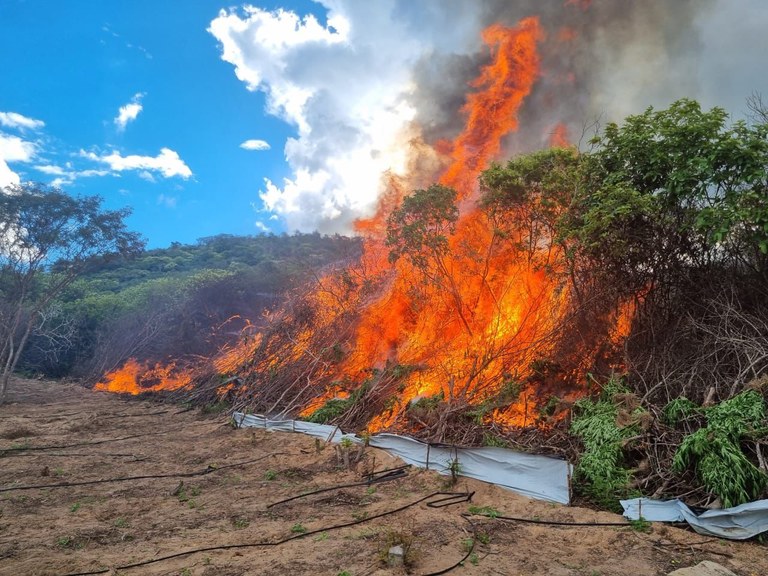 Maconha incinerada.jpeg Maconha incinerada.jpeg