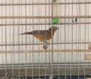 animais apreendidos - arquivo da Sudema 1.jpg