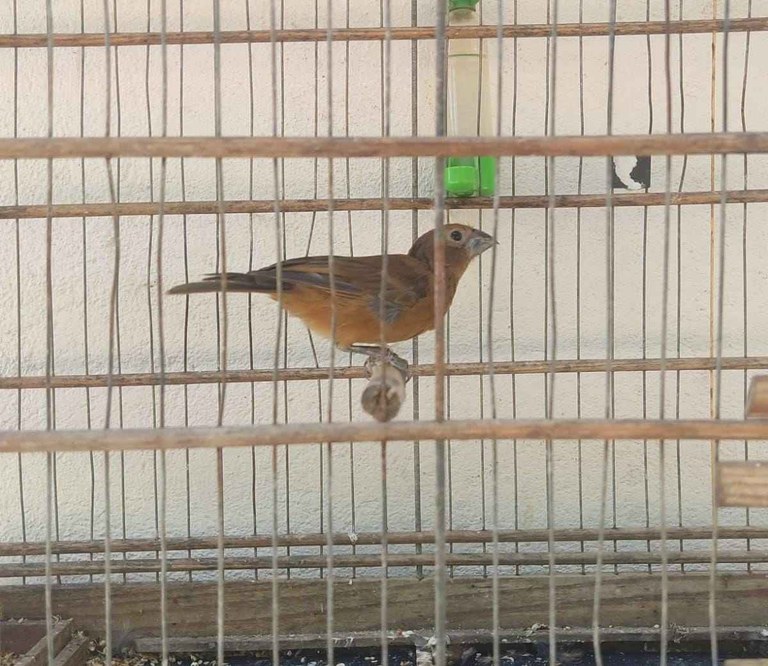 animais apreendidos - arquivo da Sudema 1.jpg