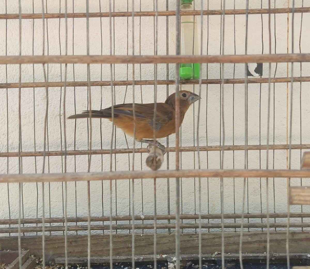 animais apreendidos - arquivo da Sudema 1.jpg