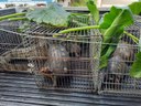 animais apreendidos - arquivo da Sudema 4.jpg