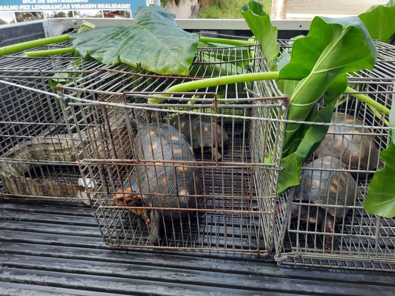 animais apreendidos - arquivo da Sudema 4.jpg