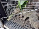 animais apreendidos - arquivo da Sudema 5.jpg