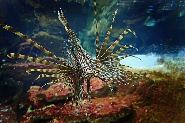 Peixe-Leão Crédito Pixabay.jpg