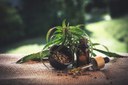 medicamento cannabis -Freepik.jpg