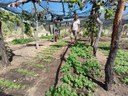 Agricultura © Divulgacao_Secom-PB.jpeg