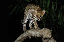 very-rare-ocelot-night-brazilian-jungle.jpg