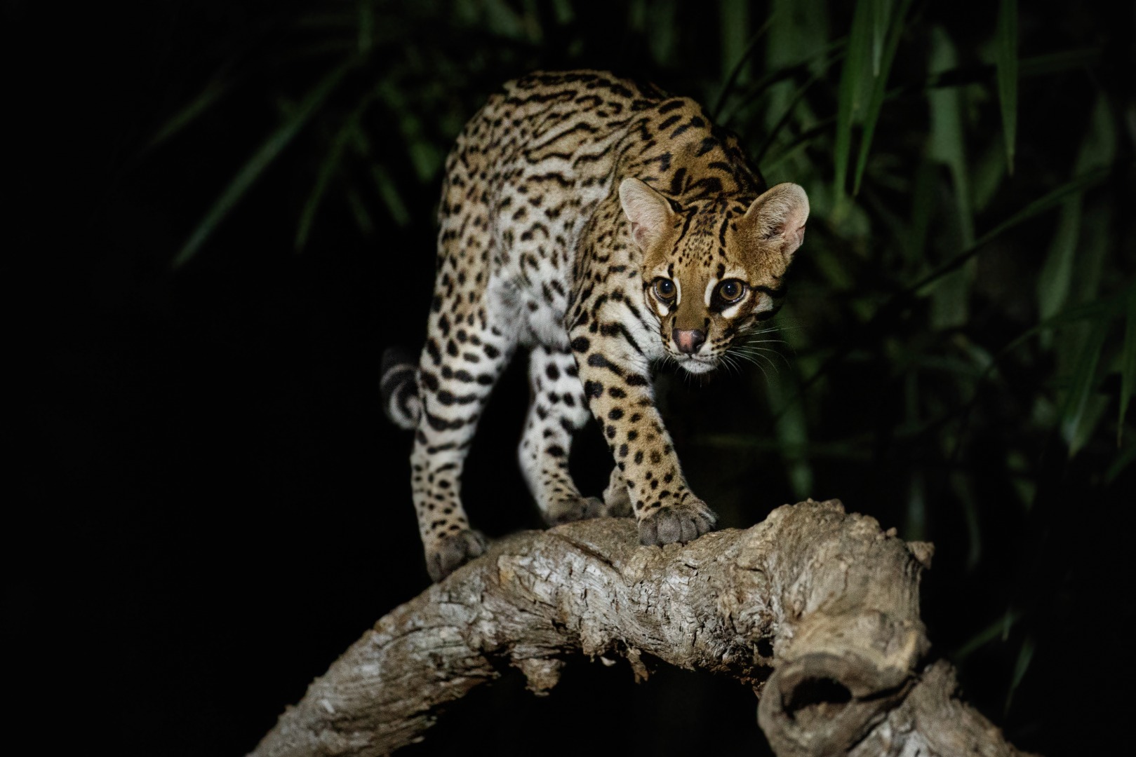 very-rare-ocelot-night-brazilian-jungle.jpg