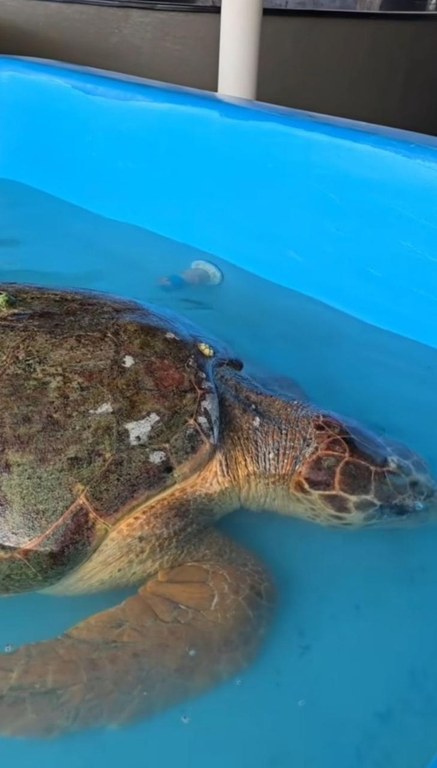 Tartaruga resgatada - Aquário Paraíba (2).jpeg