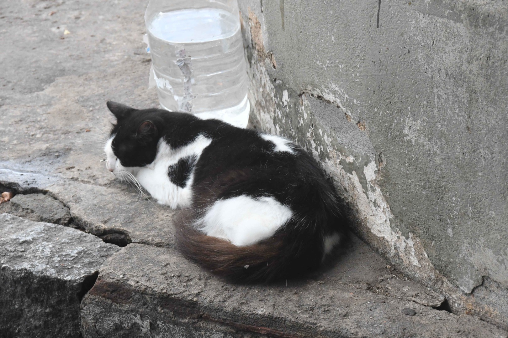 2026.01.28 Maus tratos a animais © Roberto Guedes (1).JPG