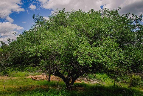 gira mundo professor projetos de educacao ambiental