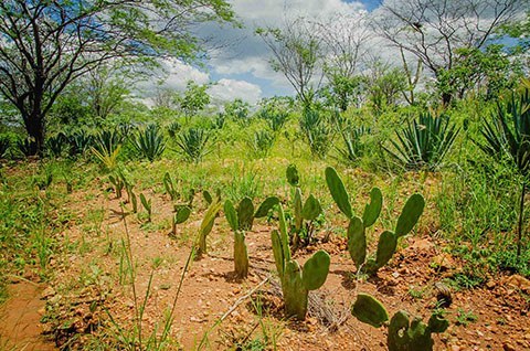 gira mundo professor projetos de educacao ambiental
