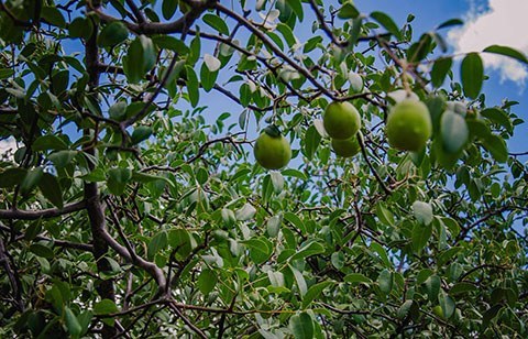 gira mundo professor projetos de educacao ambiental