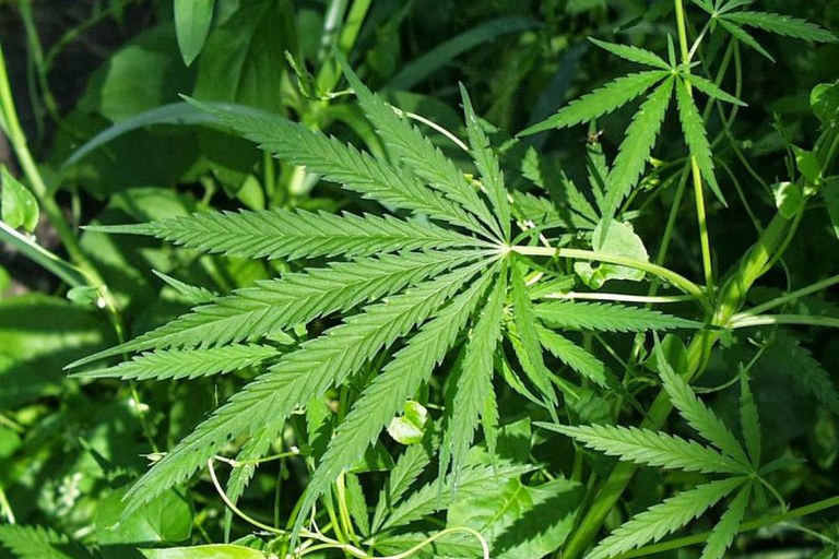 Maconha