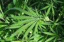 Maconha