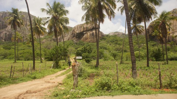 Araruna (Foto Teresa Duarte).JPG