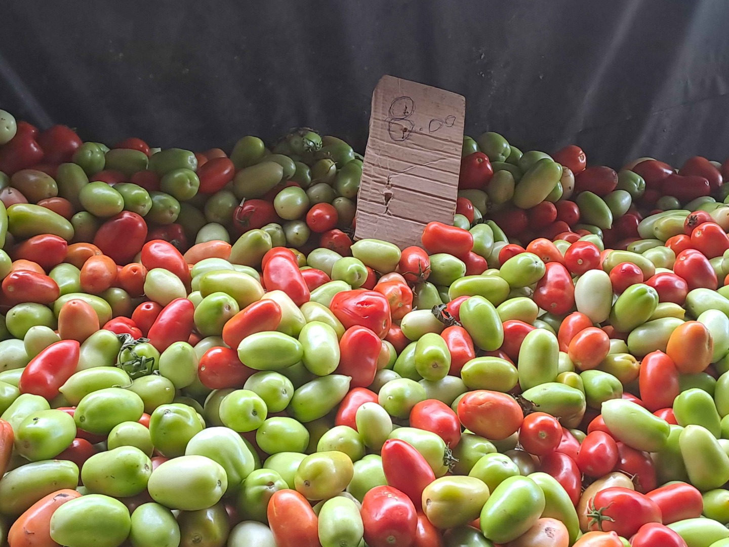 Tomates - Bárbara Wanderley (2).jpeg