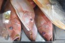 2025.04.11_venda de peixes © Roberto Guedes (61).JPG