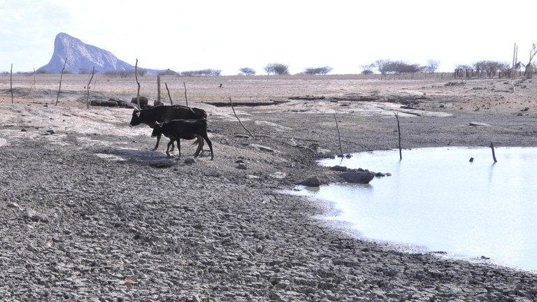 AS VACA DESISTE DE TOMAR ÁGUA LAMACENTA © Ortilo Antonio _ Arquivo A Uniao.JPG AS VACA DESISTE DE TOMAR ÁGUA LAMACENTA © Ortilo Antonio _ Arquivo A Uniao.JPG