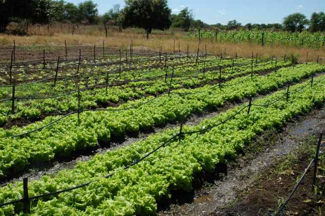 Agricultura -24-08-07 -[MR]-20.jpg