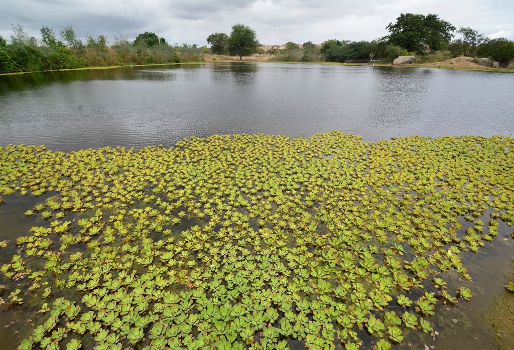 2020.07.19_apa do cariri_fazenda salambaia © roberto guedes (112).JPG