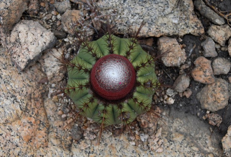 2020.07.19_apa do cariri_fazenda salambaia_natureza © roberto guedes (108).JPG