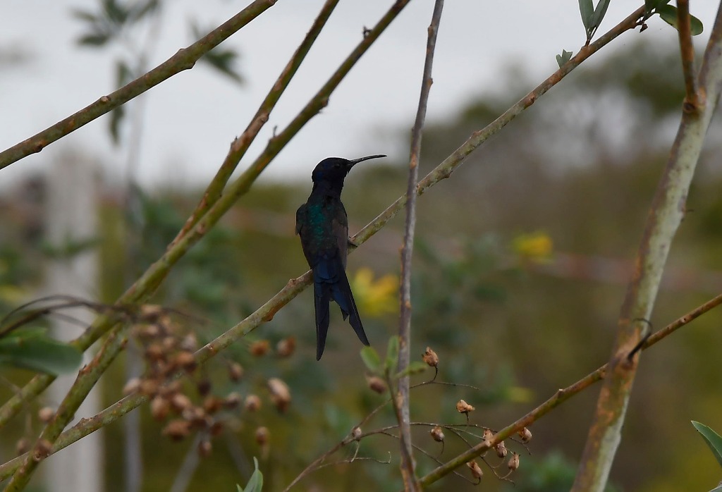 2020.07.19_apa do cariri_fazenda salambaia_natureza © roberto guedes (113).JPG