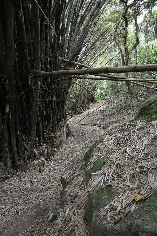 20200915_ÁRIE_ Goiamunduba © roberto guedes (41).JPG