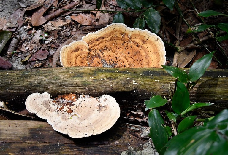 APA mata do buraquinho © roberto guedes (38).JPG