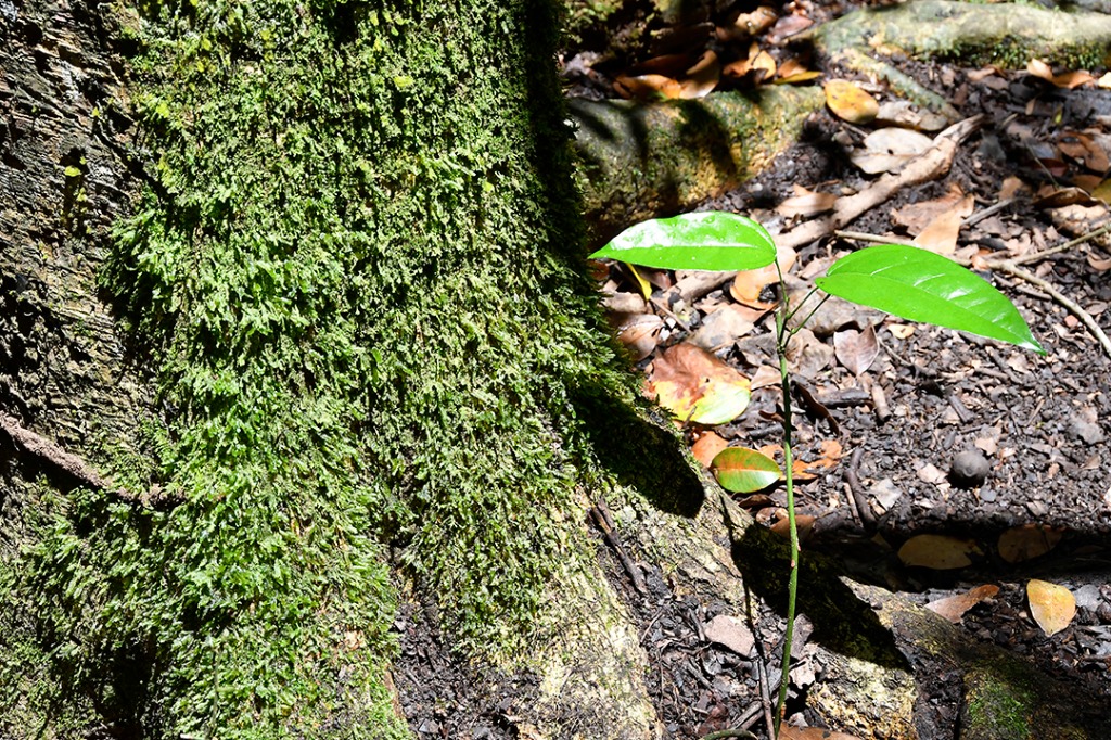 20200915_parque estadual mata do pau ferro © roberto guedes (1).JPG