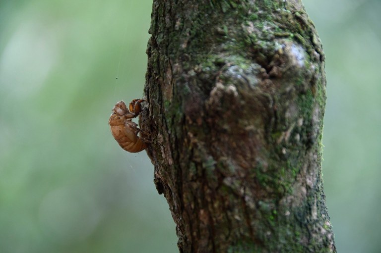 20200915_parque estadual mata do pau ferro © roberto guedes (2).JPG