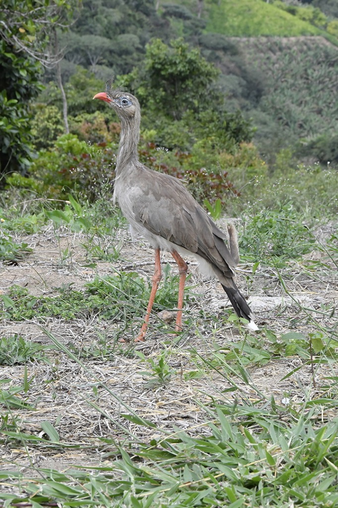 20200915_parque estadual mata do pau ferro © roberto guedes (83).JPG
