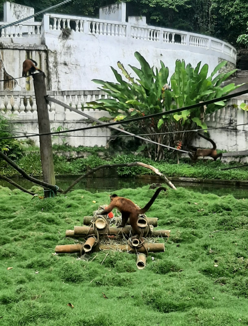 Bica realiza “arraiá” para bichos do zoológico